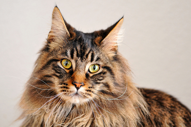 About Maine Coon cat