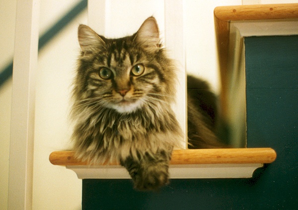 How Long Does It Take For Maine Coons Hair To Grow Back?
