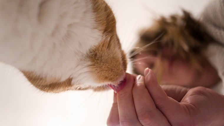 cats-and-ritz-crackers-can-cats-eat-ritz-crackers-21cats