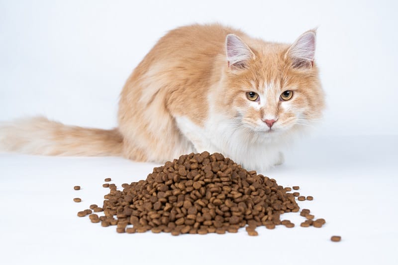 Can Dry Cat Food Go Bad in the Heat 