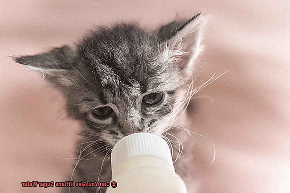 can-you-give-kittens-sugar-water-21cats