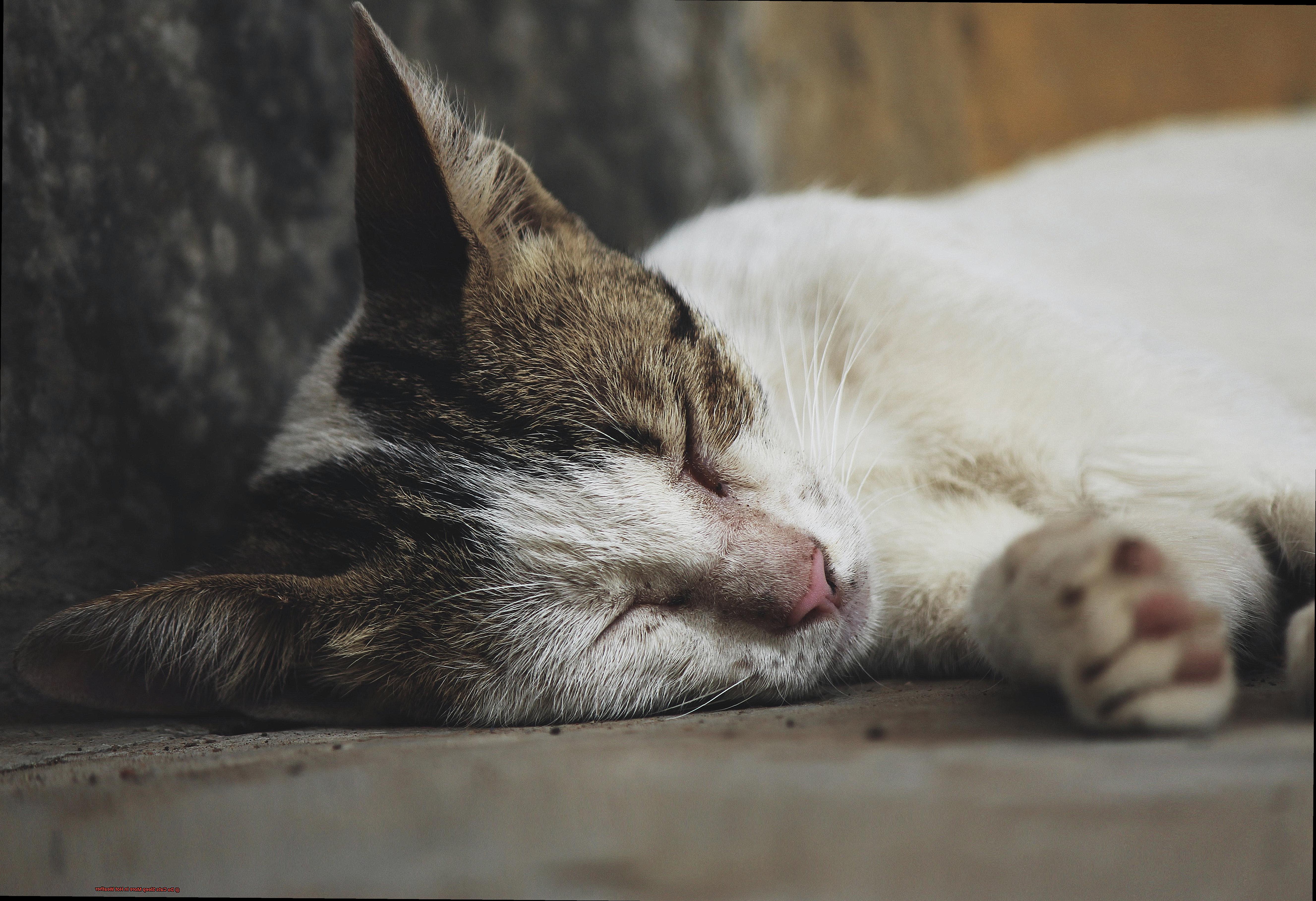 do-cats-sleep-more-in-hot-weather-21cats