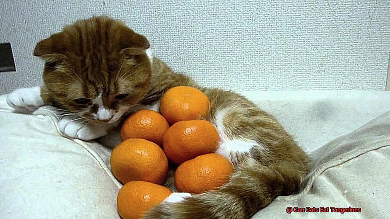 Can Cats Eat Tangerines-4