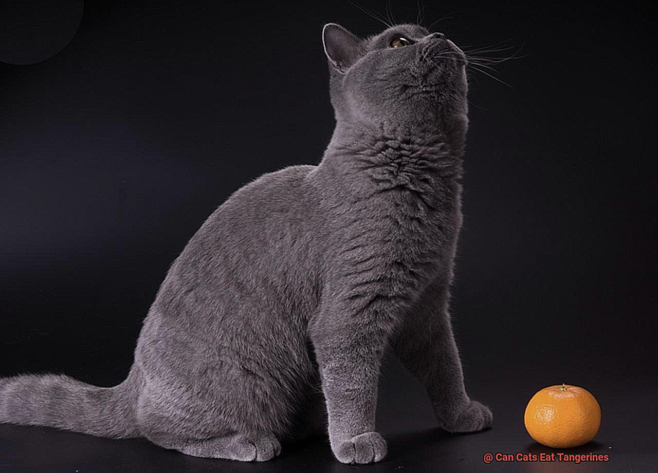 Can Cats Eat Tangerines-5