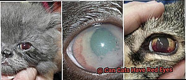 Can Cats Have Red Eyes-4