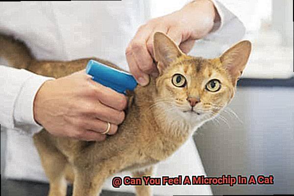 Can You Feel A Microchip In A Cat-6