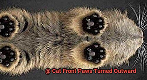 Cat Front Paws Turned Outward-5