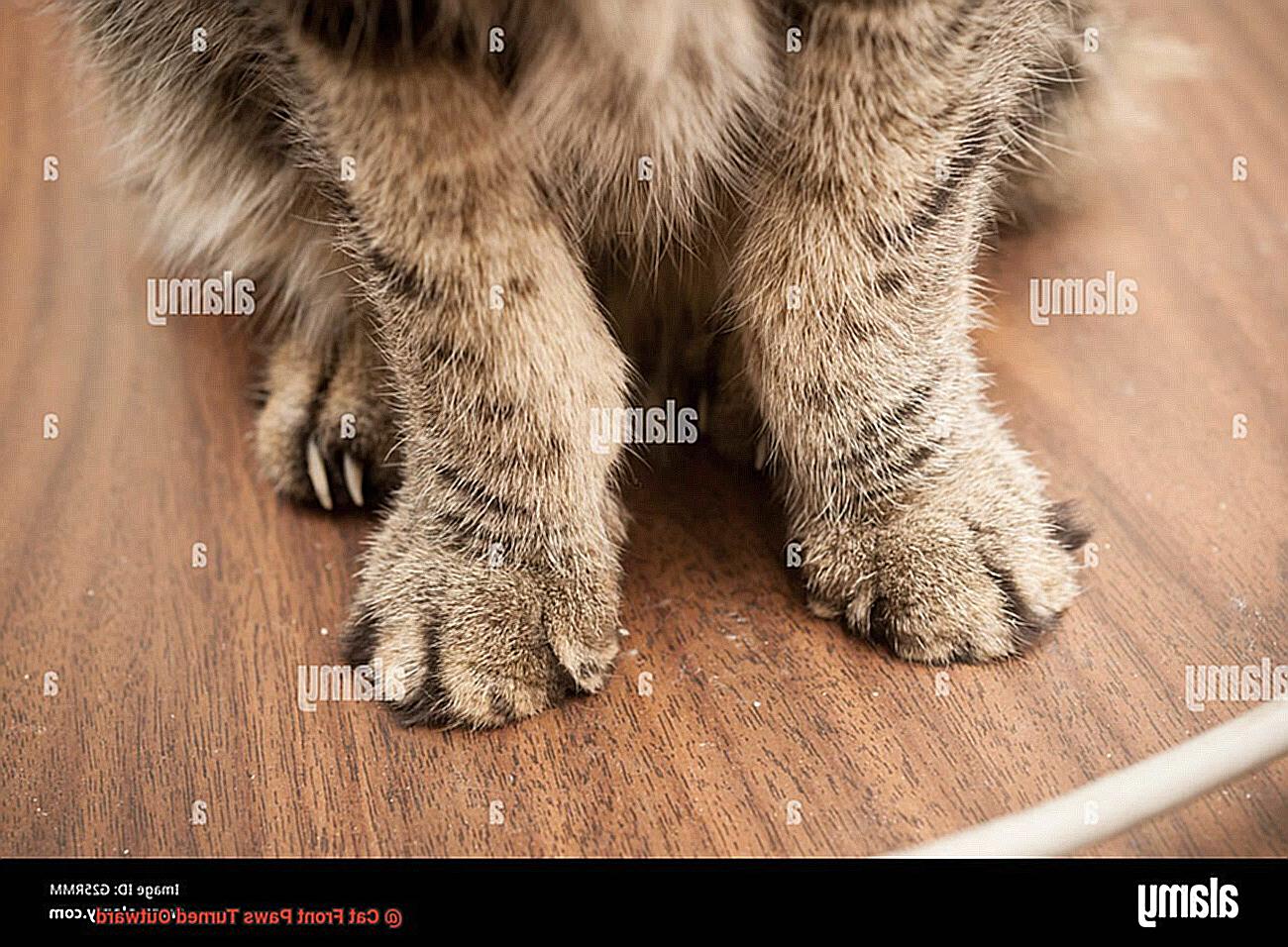 Cat Front Paws Turned Outward-11