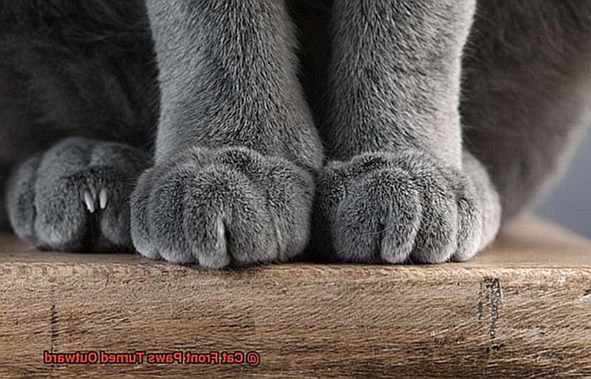 Cat Front Paws Turned Outward-4