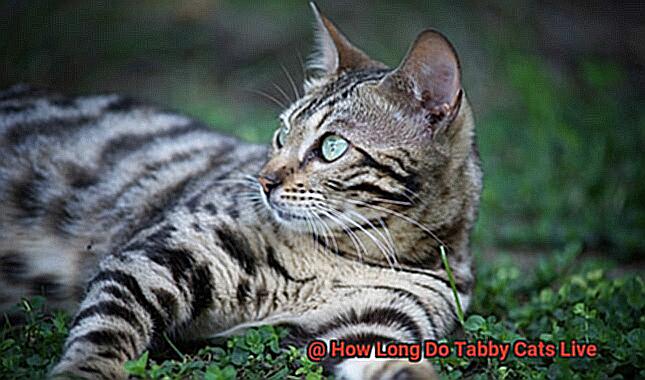 How Long Do Tabby Cats Live-3