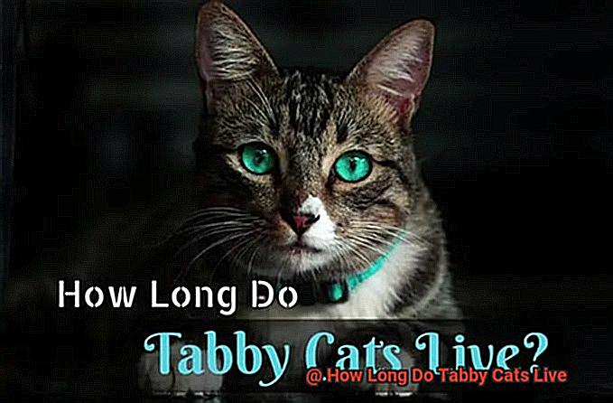 How Long Do Tabby Cats Live-6