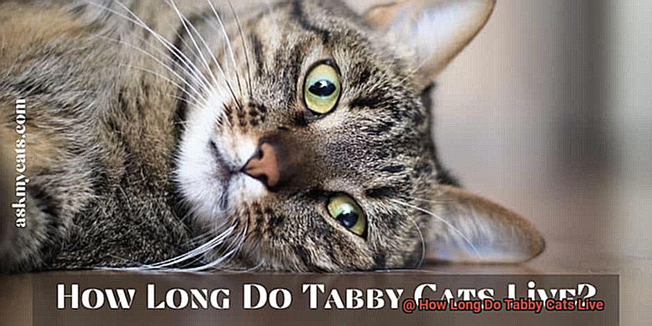 How Long Do Tabby Cats Live-2