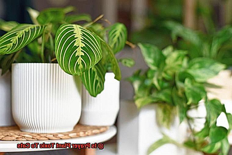 Is Prayer Plant Toxic To Cats? - 21Cats.org