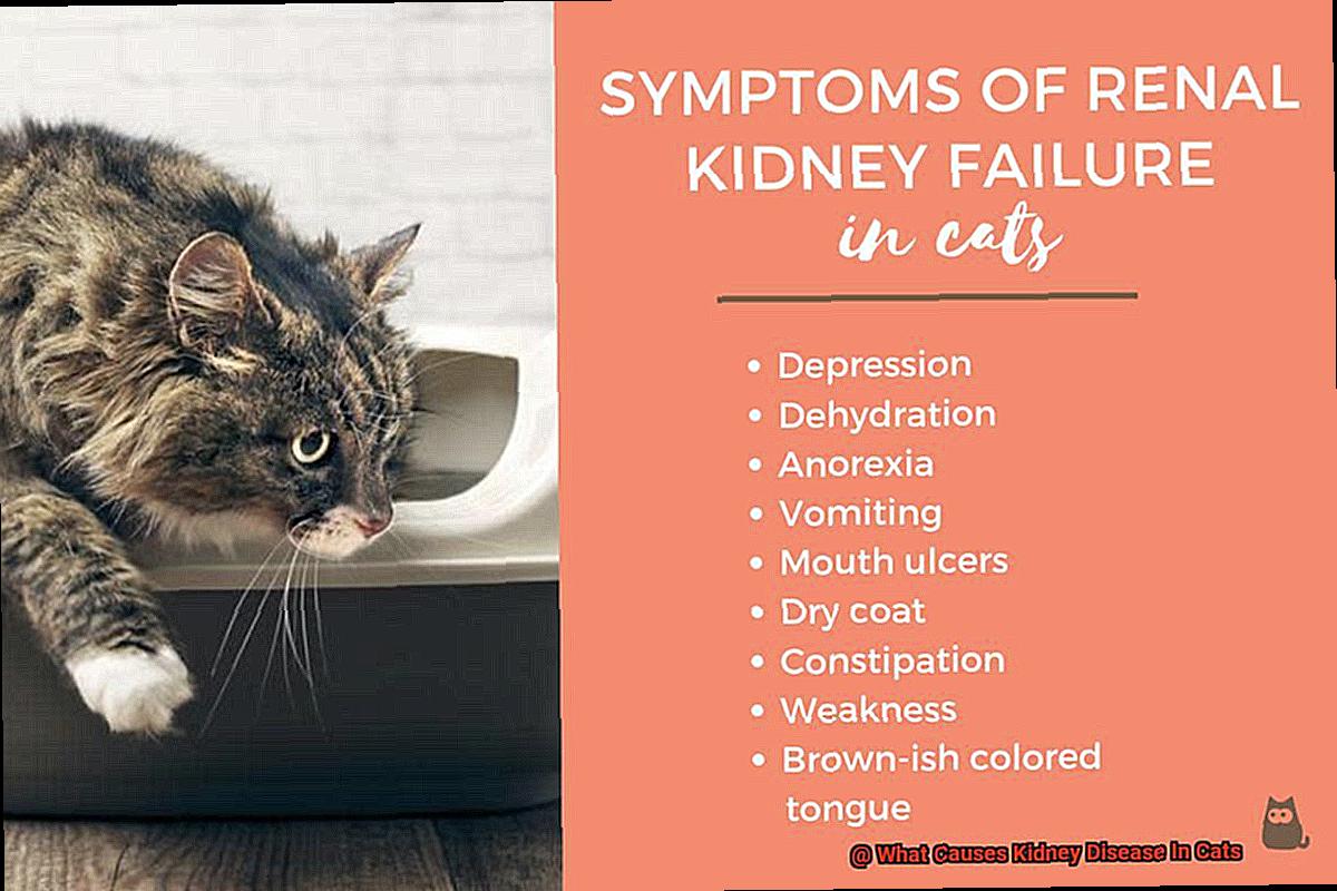 What Causes Kidney Disease In Cats? - 21Cats.org