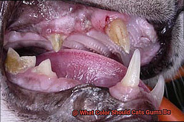 What Color Should Cats Gums Be-5