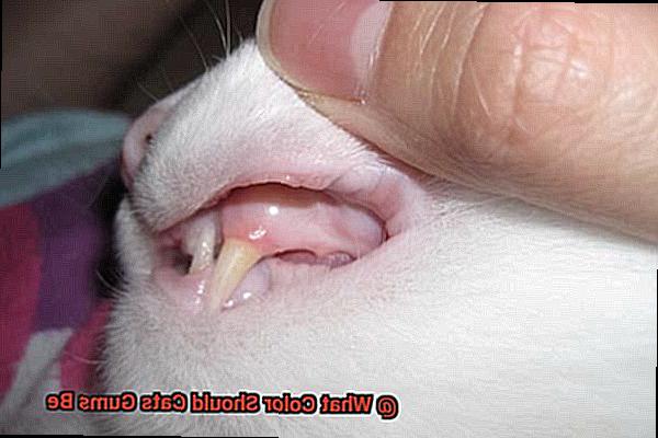 What Color Should Cats Gums Be-2