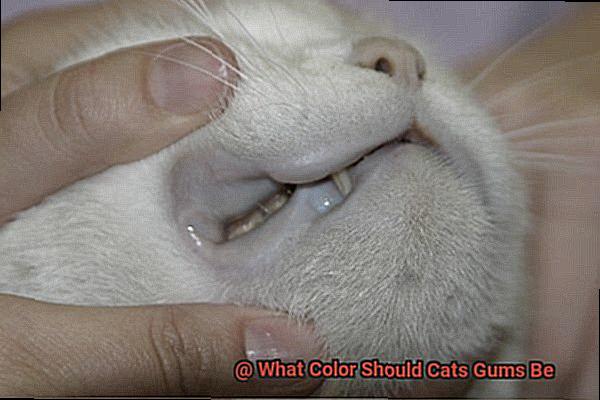 What Color Should Cats Gums Be-4