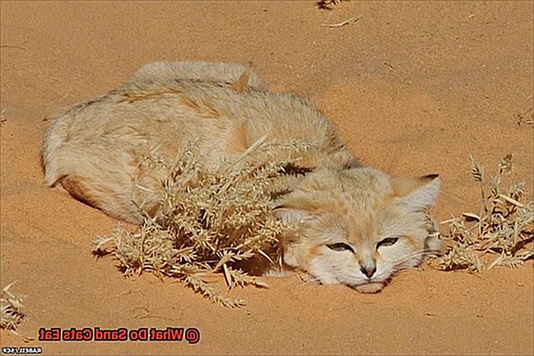 What Do Sand Cats Eat?