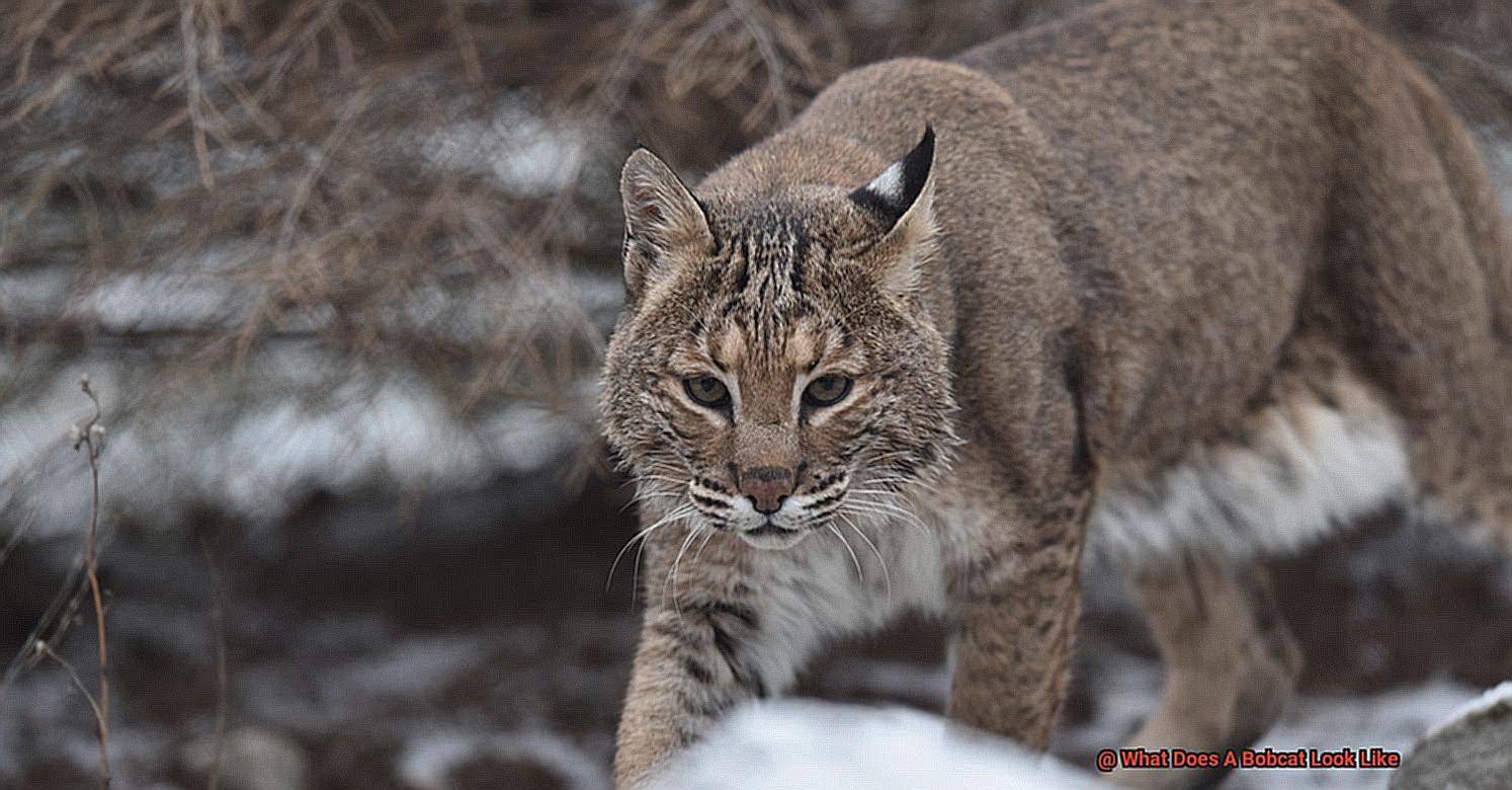 What Does A Bobcat Look Like? - 21Cats.org