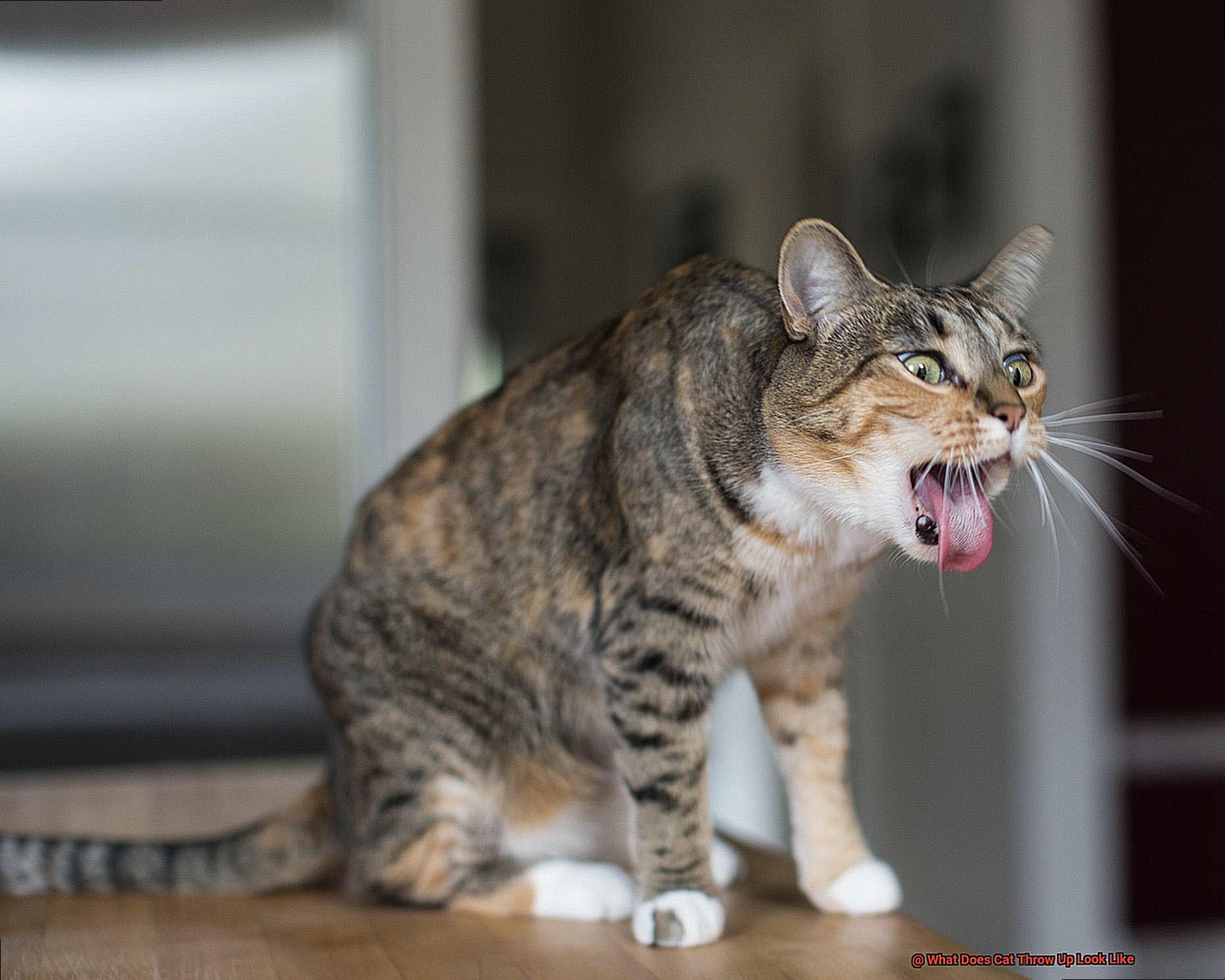 cat-throwing-up-food-but-acting-normal-why