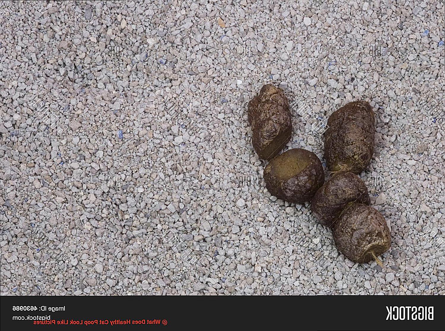 What Does Constipated Cat Poop Look Like Pictures