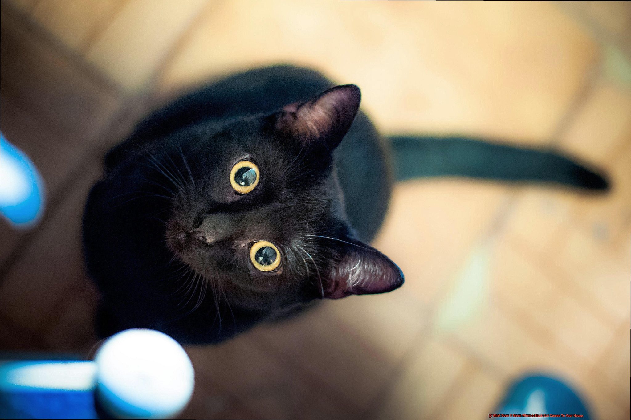 what-does-it-mean-when-a-black-cat-comes-to-your-house-21cats