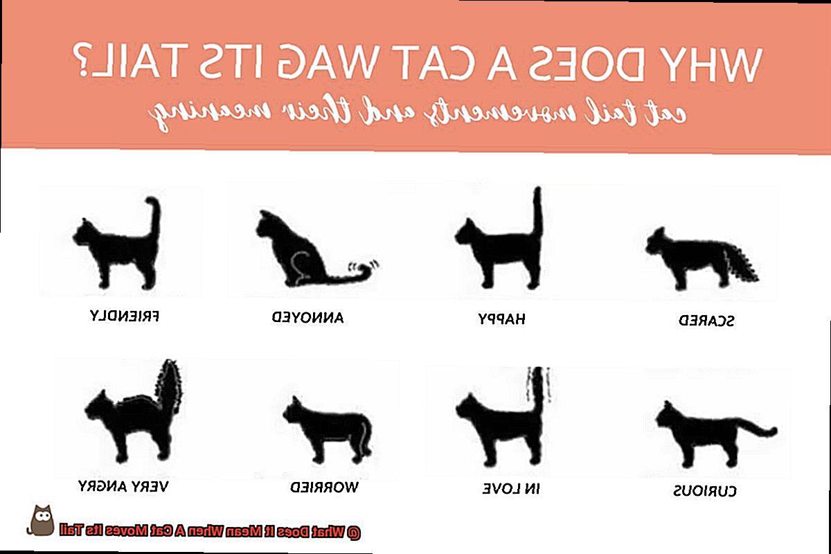 What Does It Mean When A Cat Moves Its Tail? - 21Cats.org