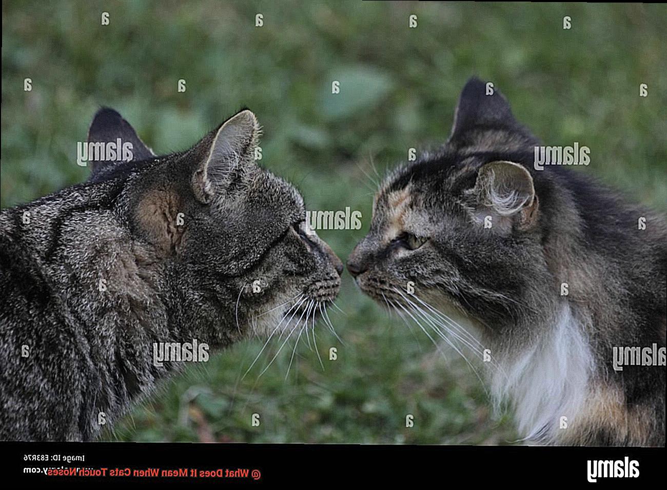 What Does It Mean When Cats Touch Noses-2