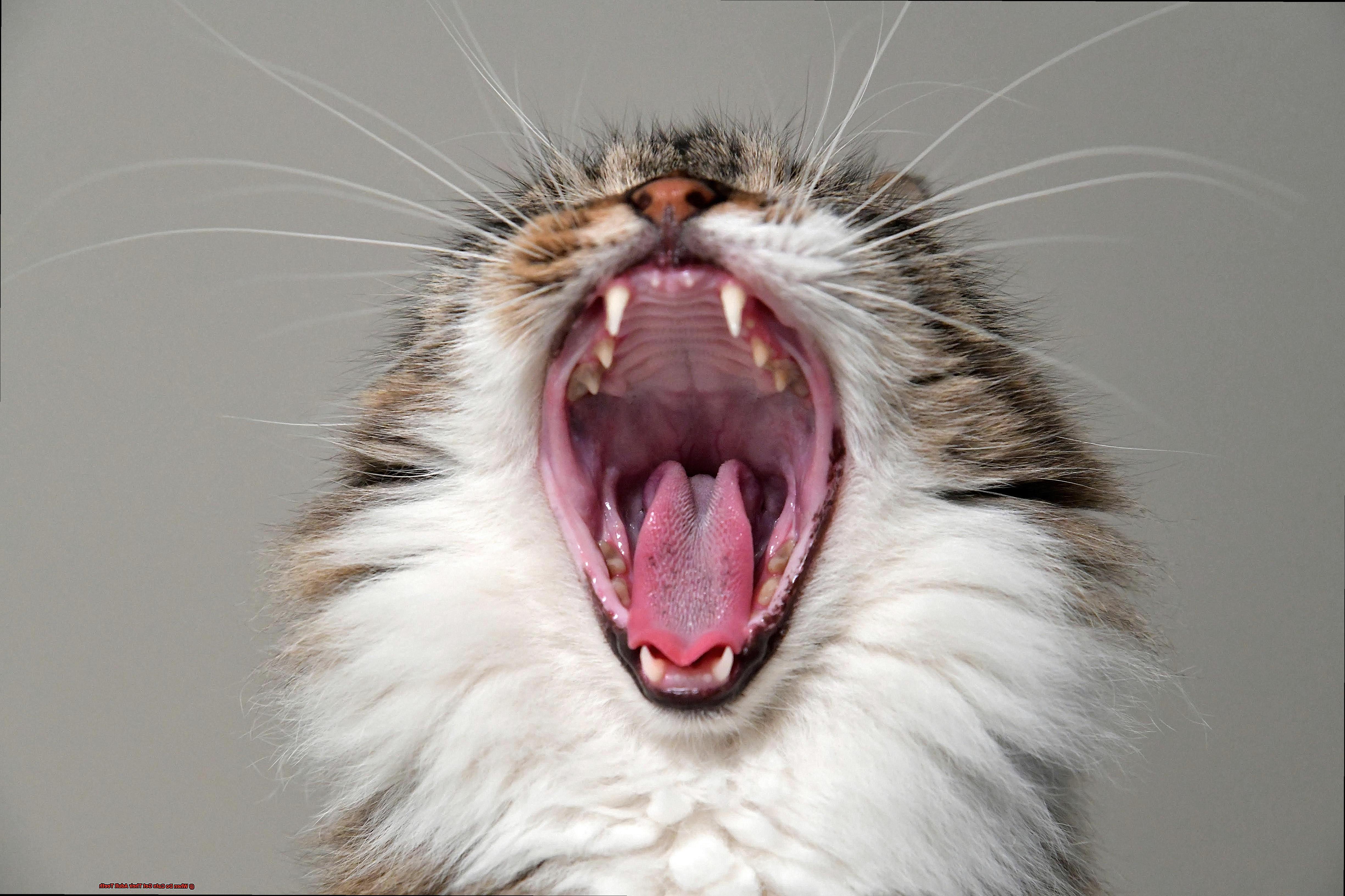 when-do-cats-get-their-adult-teeth-21cats