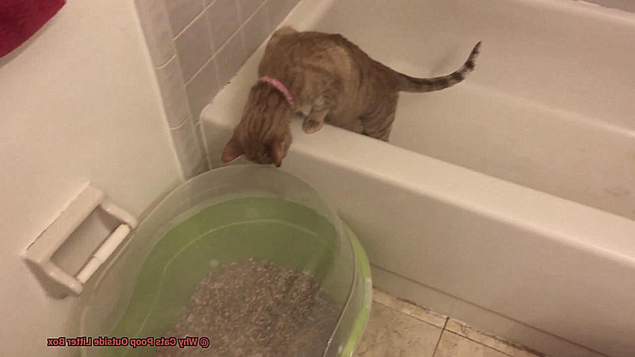 Why Cats Poop Outside Litter Box?