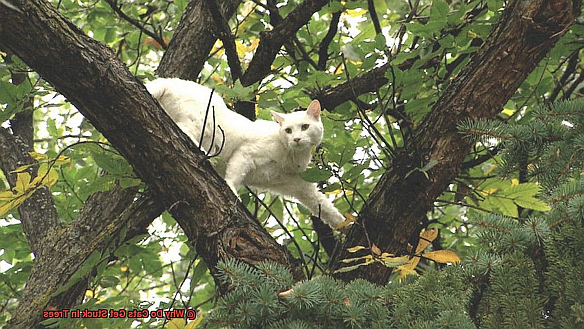 Why Do Cats Get Stuck In Trees?