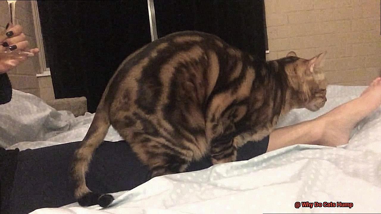 Why Do Cats Hump-3