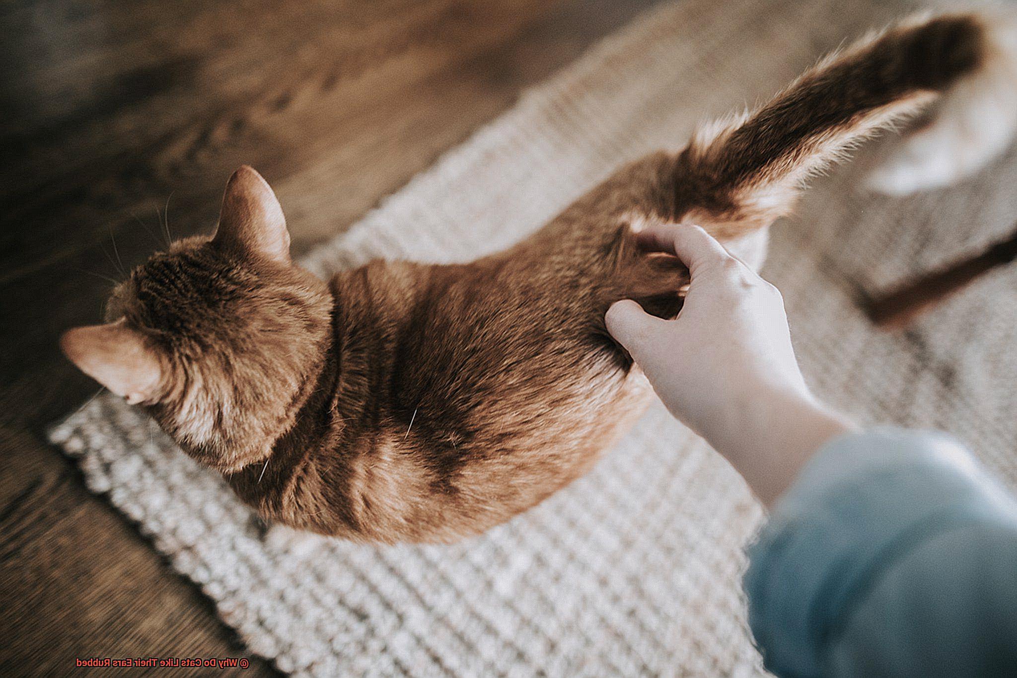 Why Do Cats Like Their Ears Rubbed?