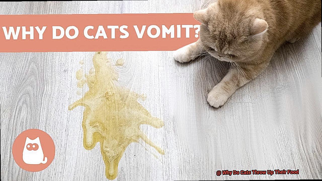 why-do-cats-throw-up-their-food-21cats