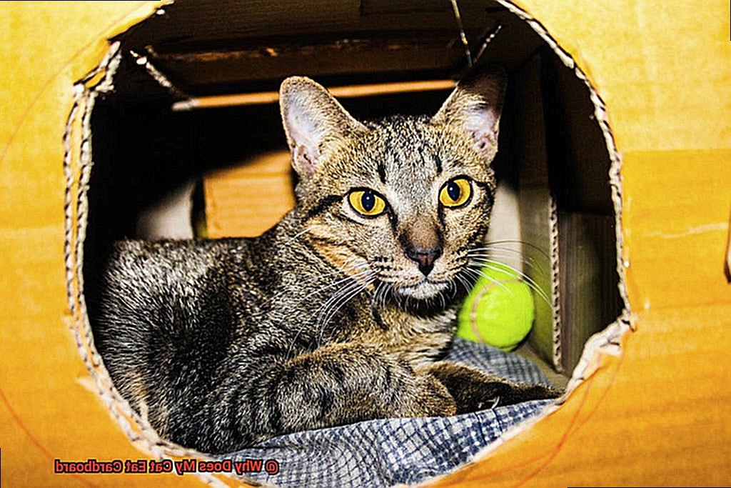 Why Does My Cat Eat Cardboard?