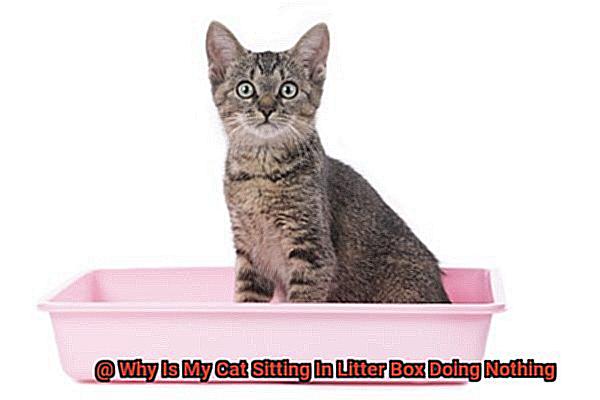 Why Is My Cat Sitting In Litter Box Doing Nothing-6