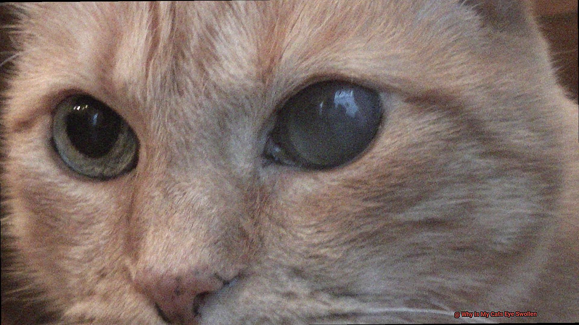 why-is-my-cats-eye-swollen-21cats