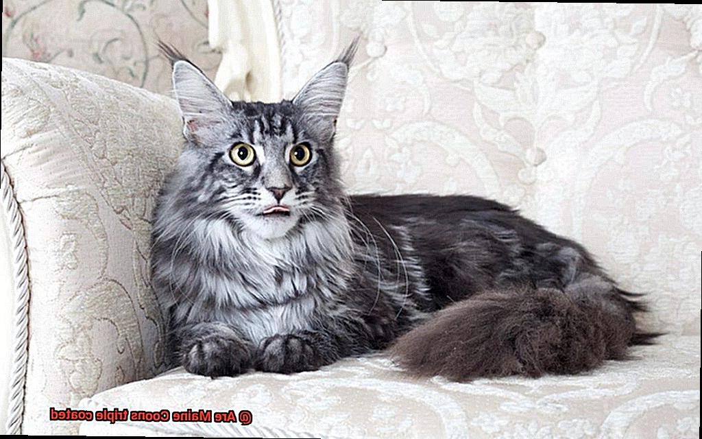 Are Maine Coons triple coated-2