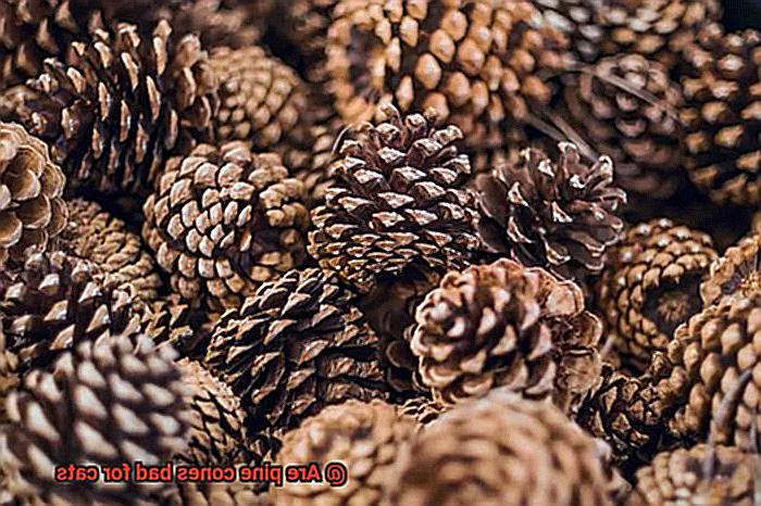 Are pine cones bad for cats-2