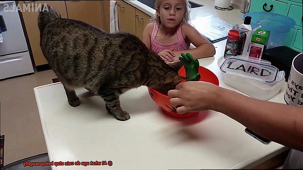 At what age do cats stop being naughty-2