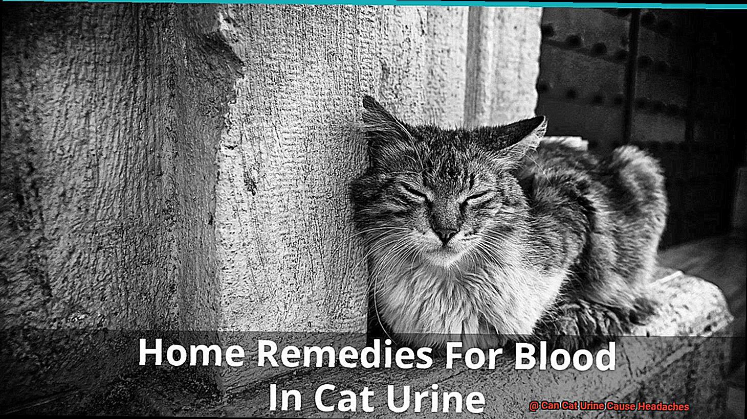 Can Cat Urine Cause Headaches-3