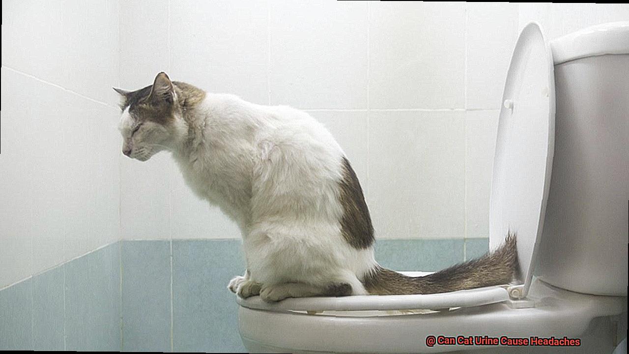 Can Cat Urine Cause Headaches-5