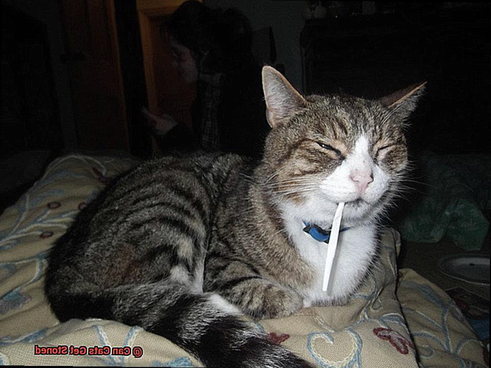 Can Cats Get Stoned-2