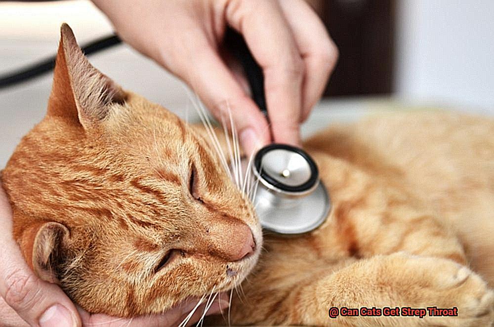 can-cats-get-strep-throat-21cats