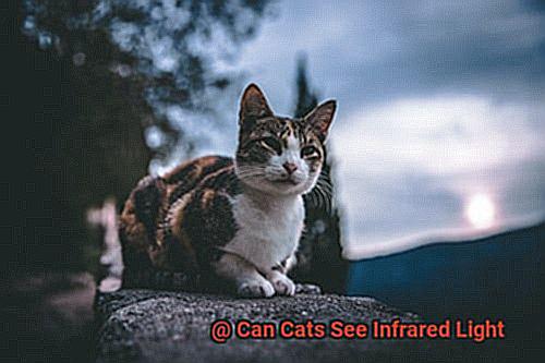 Can Cats See Infrared Light-2