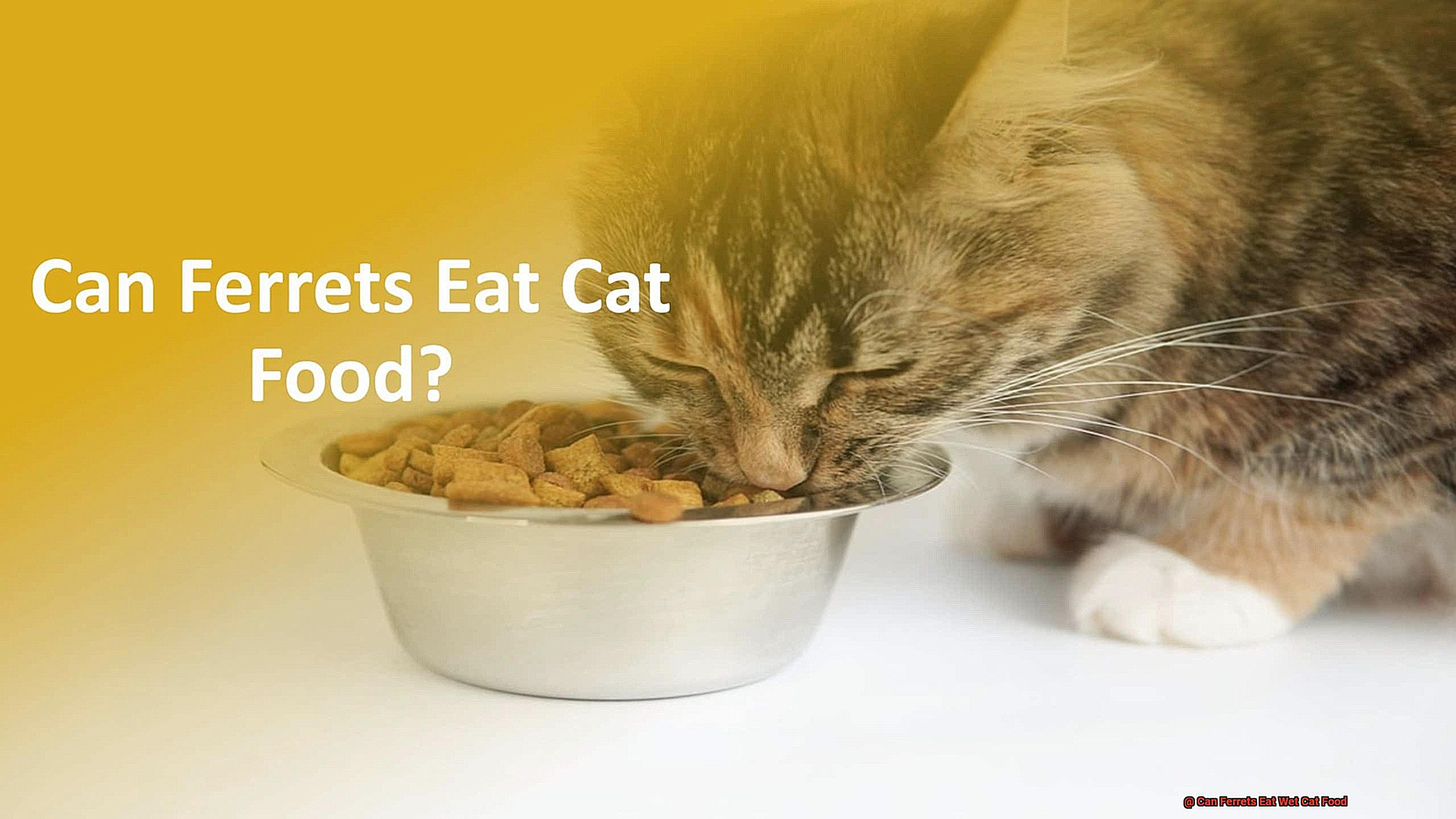 Can Ferrets Eat Wet Cat Food-3