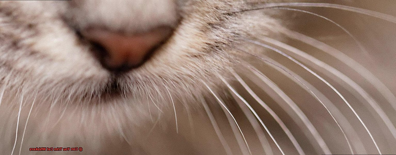 can-you-trim-cat-whiskers-21cats