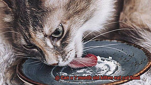 Can a 7 month old kitten eat cat food-2