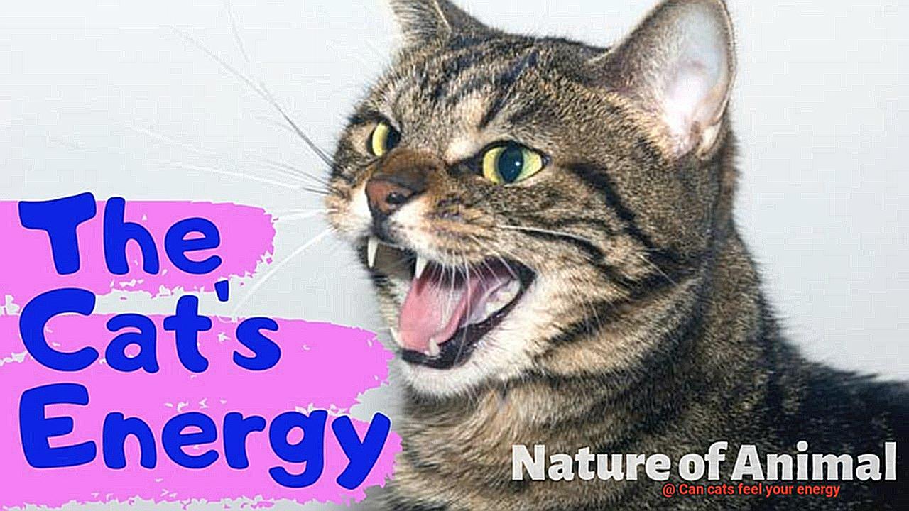 Can cats feel your energy-3