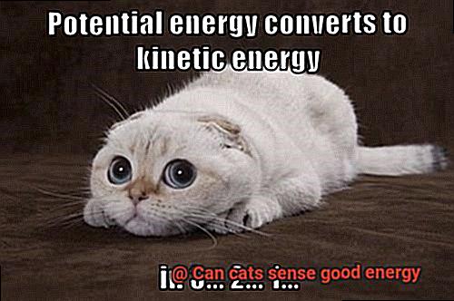 Can cats sense good energy-4